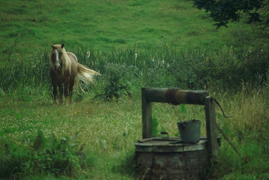 Ziehbrunnen mit Pferd