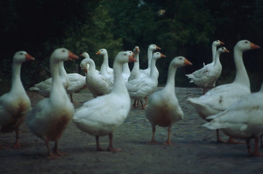 Polnische G&auml;nse