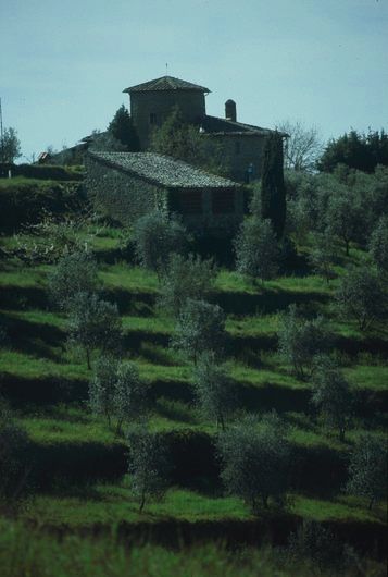 Hang mit Olivenb&auml;umen