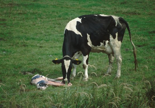 Geburt eines K&auml;lbchens