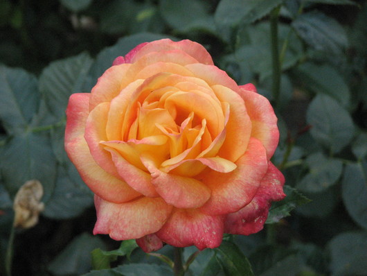 Ostdeutscher Rosengarten