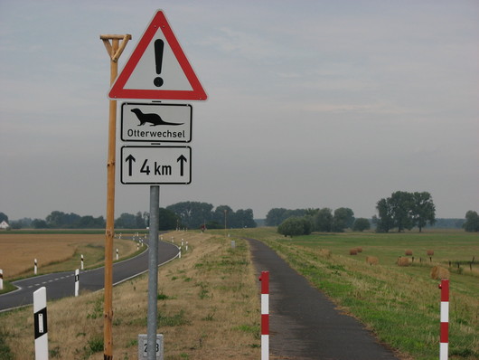Otterwechsel im Oderbruch