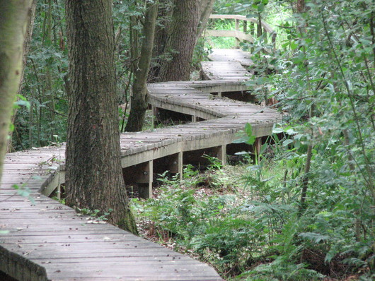 Holzsteg zum Aussichtsturm
