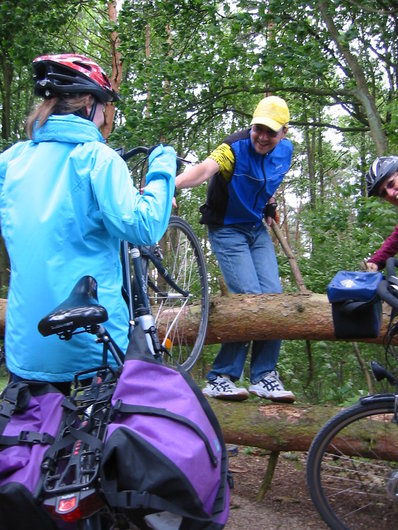 Umgest&uuml;rzter Baum
