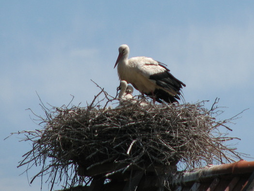 Im Storchenhof Verlar