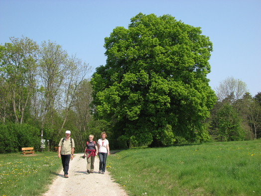 Vor der Sommerlinde Jena