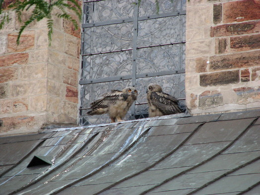 Uhu-Junge am Dom