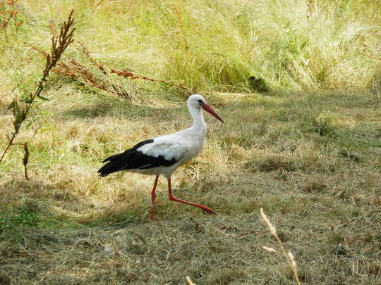 Wei&szlig;storch am Wegesrand