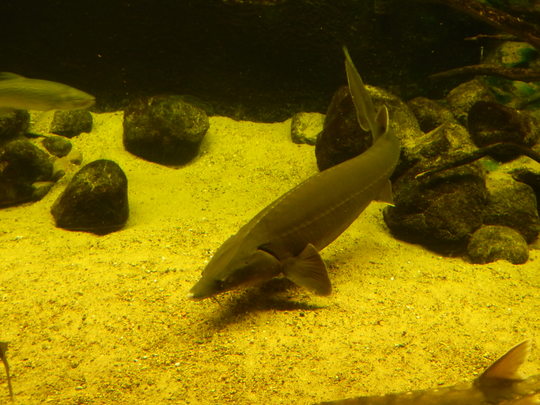 Wels im M&uuml;ritzeum