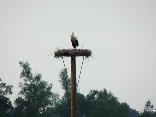 Storchennest am Steinhorster Becken