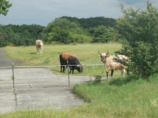 Weidelandschaft Kleiberg mit Wasserb&uuml;ffeln