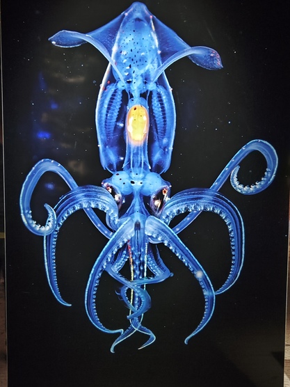 Planet Ozean Planet Ozean